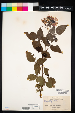 Rosa setigera image