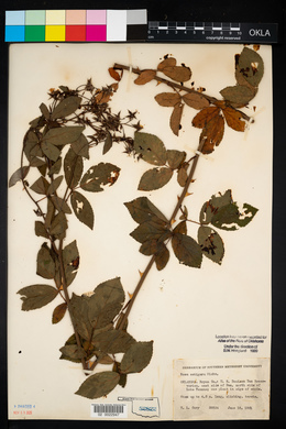 Rosa setigera image