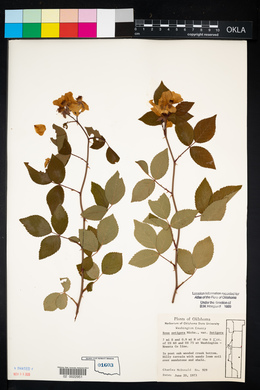 Rosa setigera image