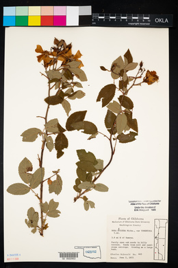 Rosa setigera image