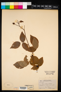 Rosa setigera image