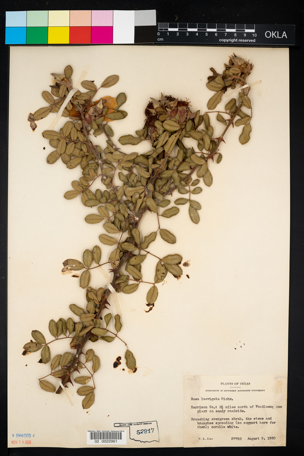 Rosa laevigata image