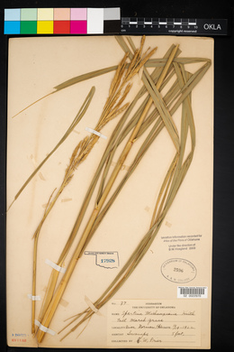 Spartina pectinata image