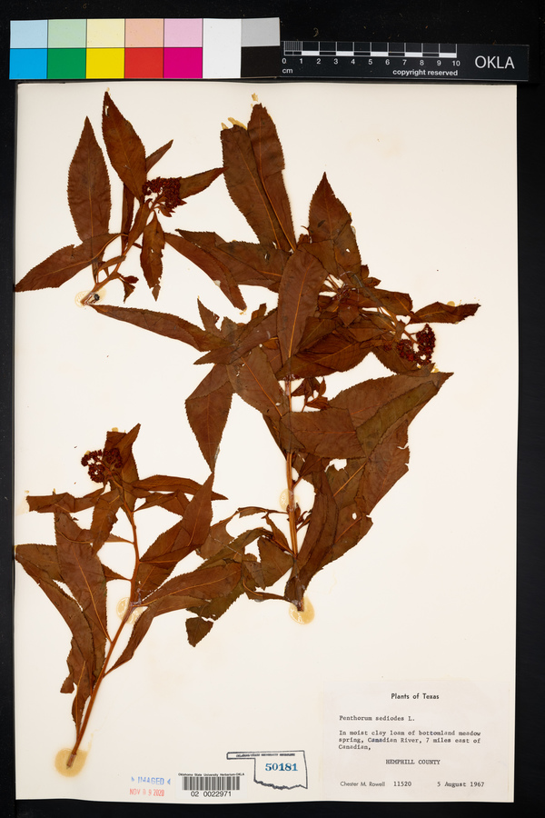 Penthorum sedoides image