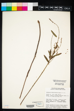 Desmodium sessilifolium image