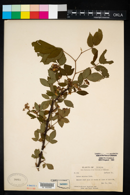 Rubus argutus image
