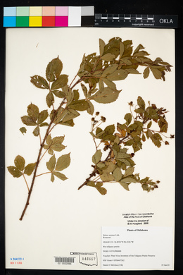 Rubus argutus image