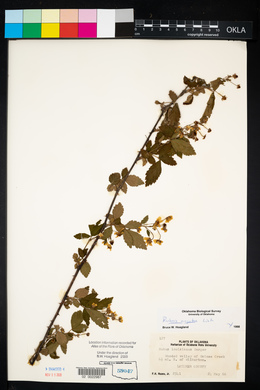 Rubus argutus image