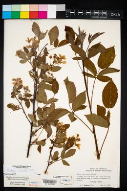 Rubus argutus image