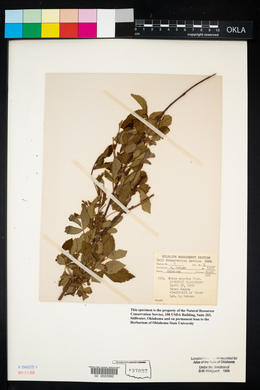 Rubus argutus image