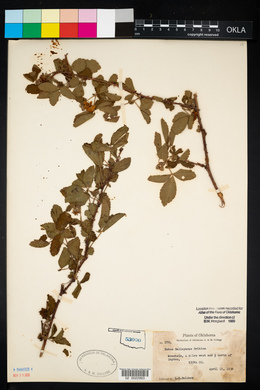 Rubus baileyanus image