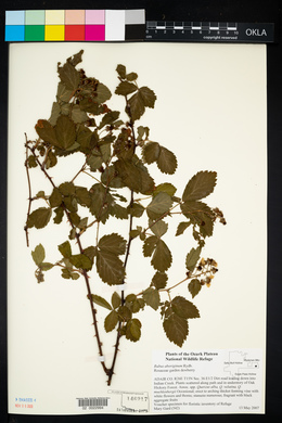 Rubus flagellaris image