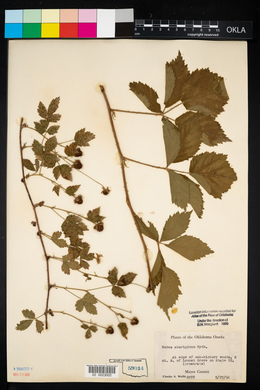 Rubus flagellaris image