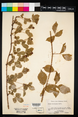 Rubus flagellaris image