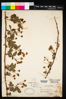 Rubus flagellaris image