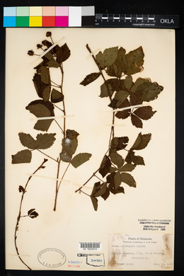 Rubus occidentalis image