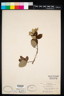 Rubus bifrons image