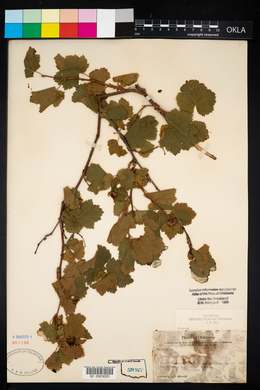 Rubus deliciosus image