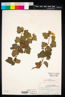 Rubus deliciosus image