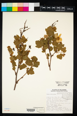 Rubus deliciosus image