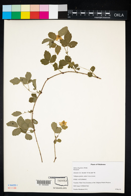 Rubus flagellaris image