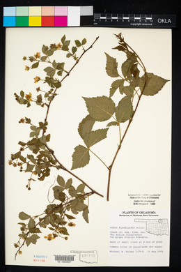 Rubus flagellaris image