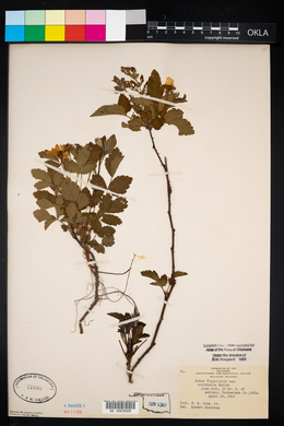 Rubus flagellaris image