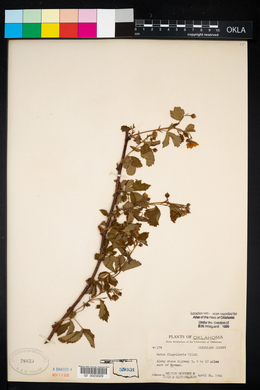 Rubus flagellaris image