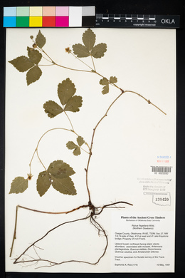 Rubus flagellaris image