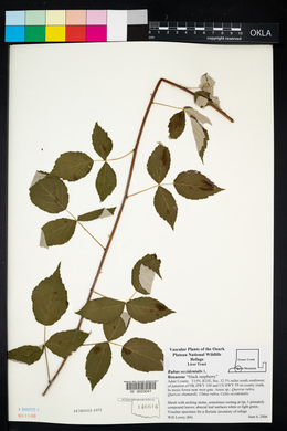 Rubus occidentalis image