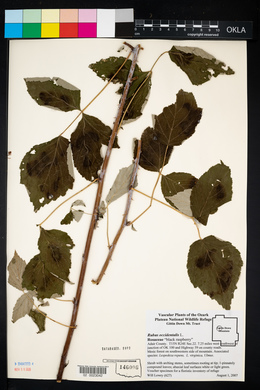 Rubus occidentalis image