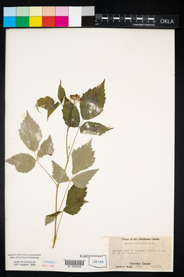 Rubus occidentalis image