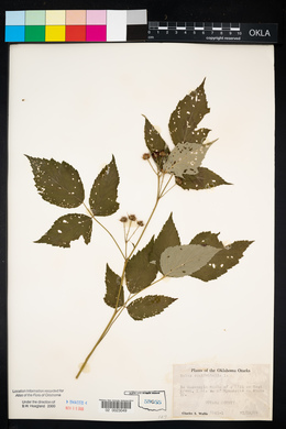 Rubus occidentalis image