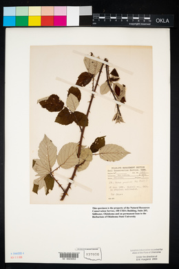 Rubus discolor image