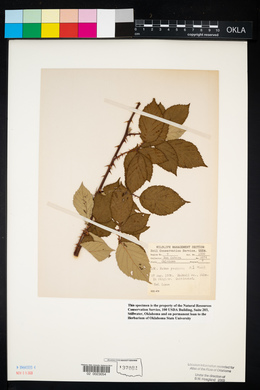 Rubus discolor image