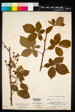 Rubus pensilvanicus image