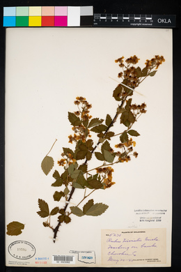 Rubus trivialis image
