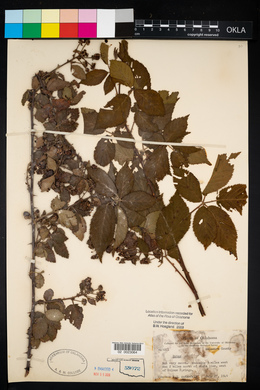 Rubus pensilvanicus image