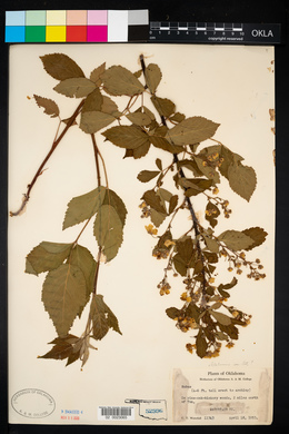 Rubus oklahomus image