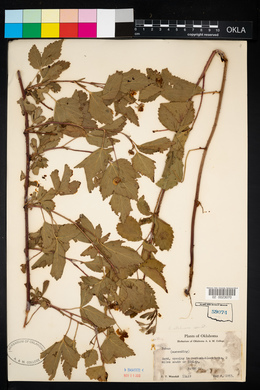 Rubus pensilvanicus image