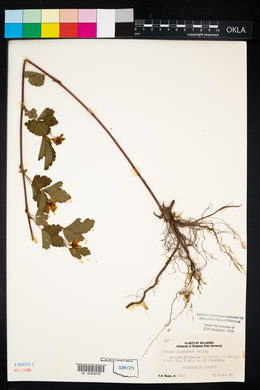 Rubus pensilvanicus image