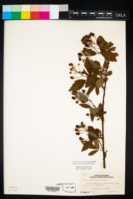 Rubus pensilvanicus image