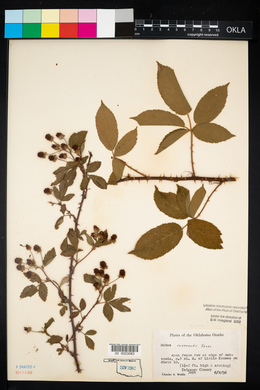 Rubus pensilvanicus image