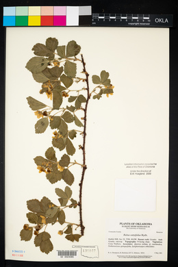 Rubus ostryifolius image