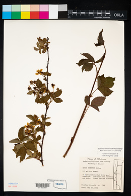 Rubus pensilvanicus image