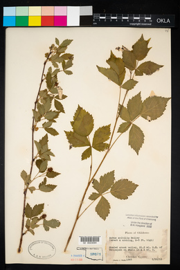 Rubus pensilvanicus image