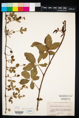 Rubus trivialis image