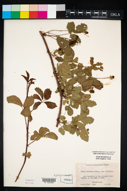 Rubus trivialis image