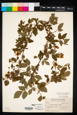 Rubus trivialis image