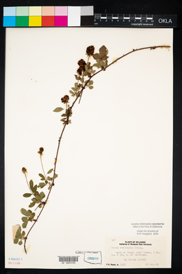 Rubus trivialis image